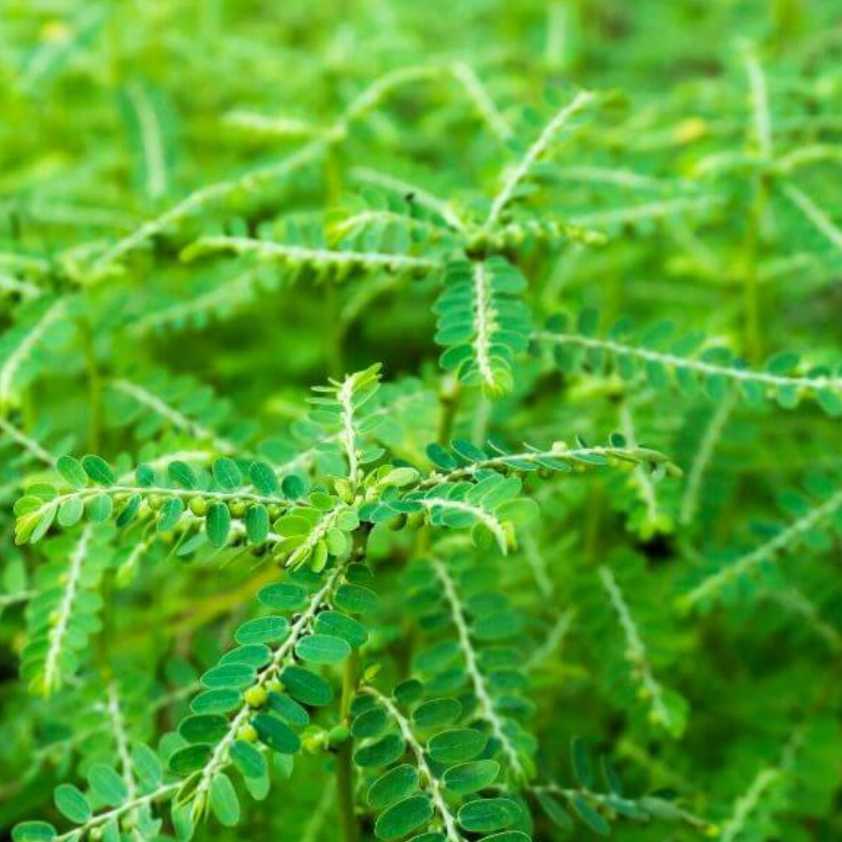 PHYLLANTHUS AMRARUS